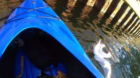 Kayaker Saves Drowning Bird In Fishing Line Video Dailymotion