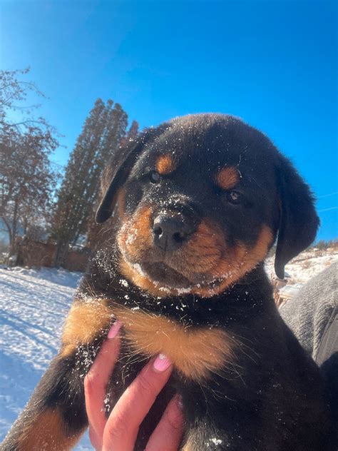 FRMALE GERMAN ROTTWEILER PUPPIES | Dogs & Puppies for Rehoming ...