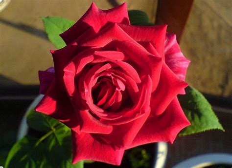 Роза Бермуда Фото И Описание – Telegraph