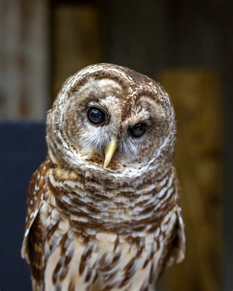 Owls In Georgia Top 7 Hot Hooting Species In Georgie State