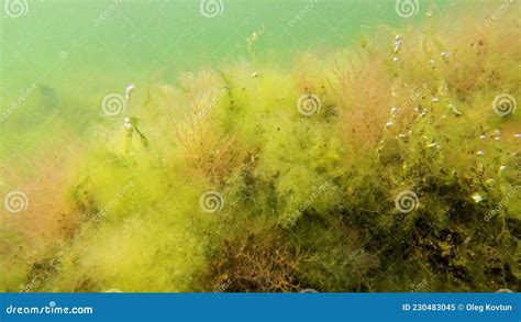 Red Algae Ceramium And Polysiphonia On A Stone Shallow Near The Coast