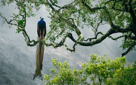 Fondos De Pantalla Luz De Sol Bosque Aves Naturaleza Pavos Reales