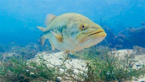 Underwater Footage Of Bass Attacking Lures! ( Crystal Clear Water! ) — Tactical Bassin' - Bass ...