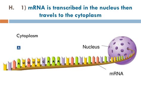 PPT Replication Transcription And Translation PowerPoint