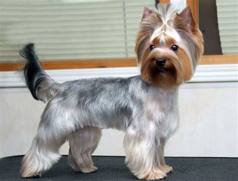 50 Damn Cute Yorkie Haircuts For Your Puppy – HairstyleCamp