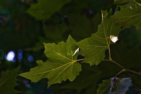 Plátano A árvore Perfeita Para Jardins Urbanos Dicas De Jardinagem