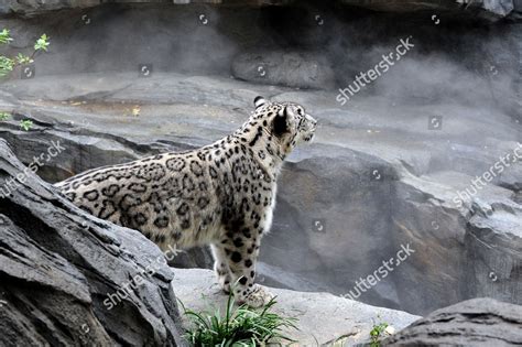 Snow Leopard Central Park Zoo Manhattan Editorial Stock Photo - Stock ...