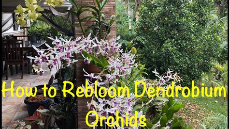 Orchids Care Guide Paano Mapabulaklak Ang Dendrobium How To Take