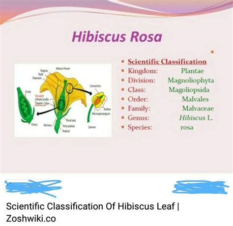 Write Classification Of Hibiscus