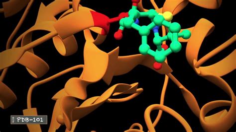 Penicillin Attaching To Penicillin Binding Protein Youtube