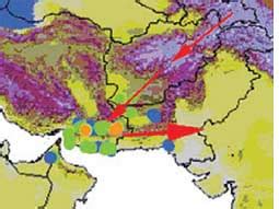 Locust outbreak in Afghanistan