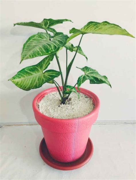 Syngonium Plant Planta