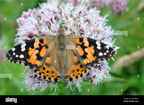 Painted Lady Invasion Hi Res Stock Photography And Images Alamy