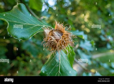 Beech nuts hi-res stock photography and images - Alamy