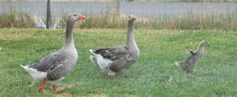 Production Toulouse Geese - Precious Pet Geese