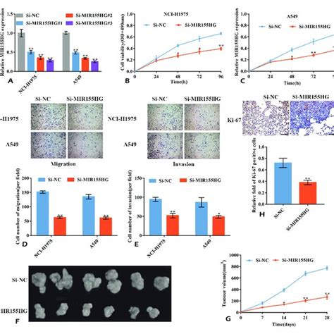 Tp Inp Suppressed The Viability Migration And Invasion Of Nsclc