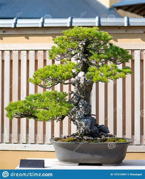 Japanese Bonsai Tree In Omiya Bonsai Village Stock Image Image Of