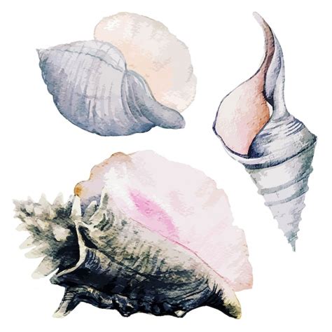 Premium Vector Set Of Three Watercolor Sea Shells