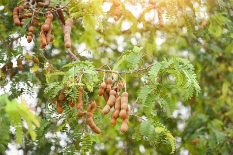 Tamarind tree tropical fruit - ripe ... | Stock image | Colourbox