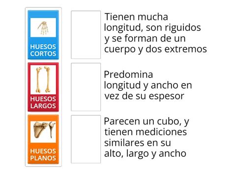 TIPOS DE HUESOS Une Las Parejas