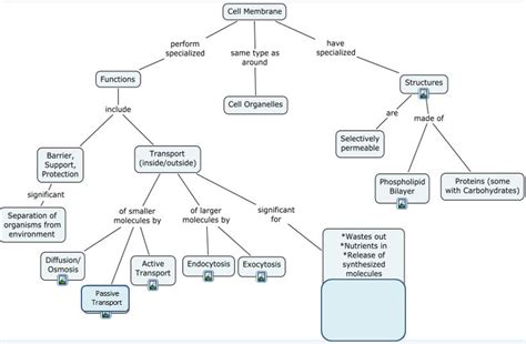 Chapter 7 Cell Structure And Function Concept Map