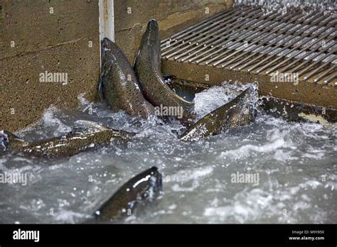 Coleman National Fish Hatchery Hi Res Stock Photography And Images Alamy