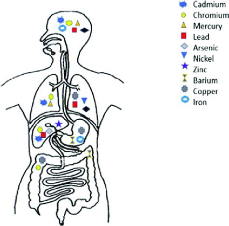 Adverse Effects Caused By Heavy Metals On Human Health Download Scientific Diagram