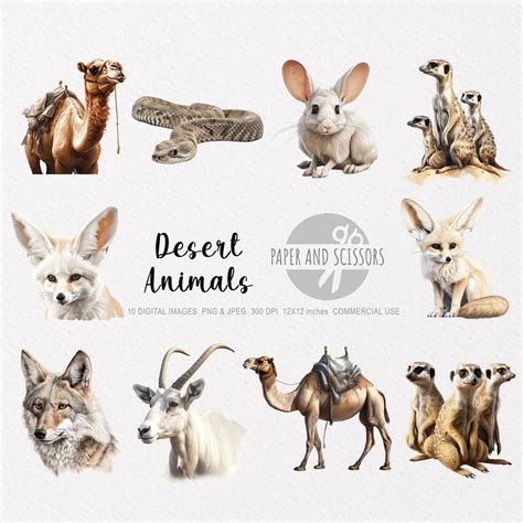 Desert Animals Clipart, Desert Animals PNG, Desert Illustration ...