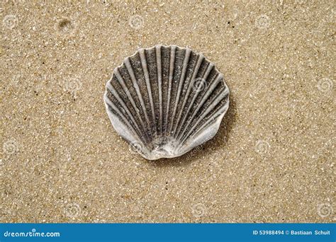 Clamshell on the beach stock photo. Image of floor, tropical - 53988494