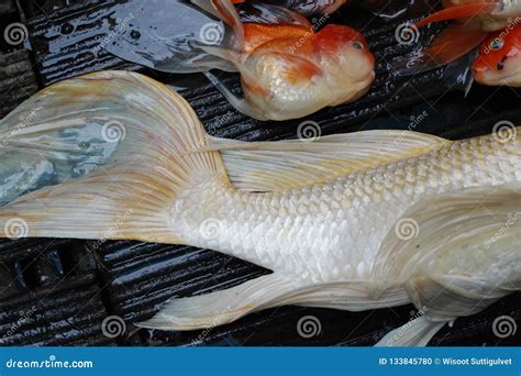 Dead Koi Fish Diseases Infected Stock Photo Image Of Fauna Life