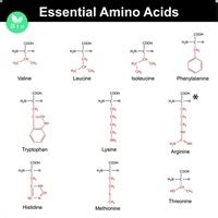 Essential Amino Acids - Biology Simple