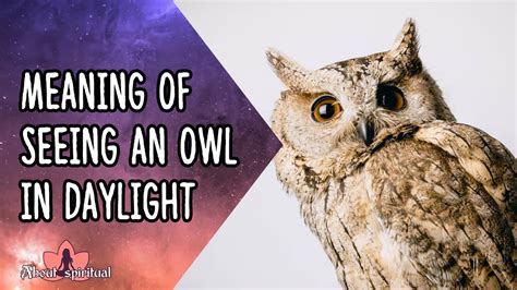 Meaning Of Seeing An Owl In Daylight YouTube