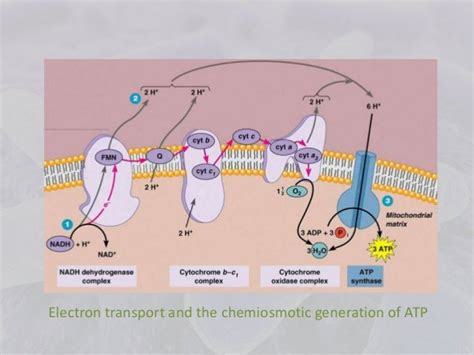 Bacterial Aerobic Respiration