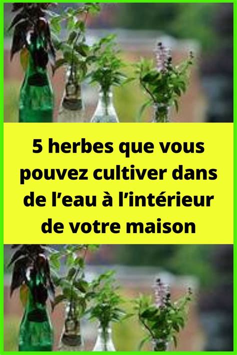 Herbes Que Vous Pouvez Cultiver Dans De Leau Lint Rieur De Votre