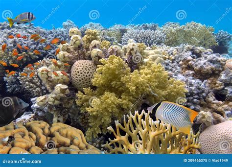 Coral And Fish In The Red Sea Egypt Stock Image Image Of Coral