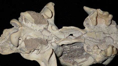 Extinct Hyena Skull Miocene Fossil Ictitherium 2061352887