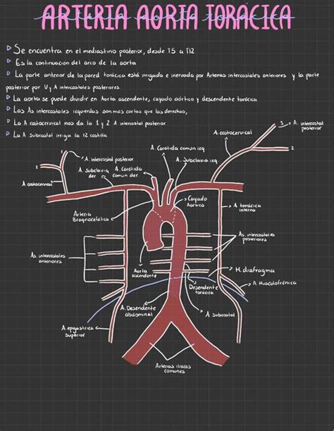 Aorta Torácica RAM bar gel bol uDocz