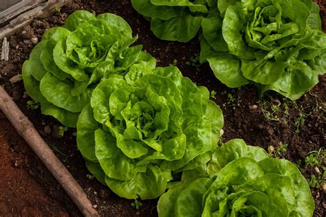 How To Grow Lettuce: Expert Tips For Lush Greens