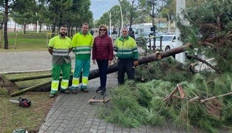 El viento arranca 10 pinos en el Paseo de la Ría TINTO NOTICIAS