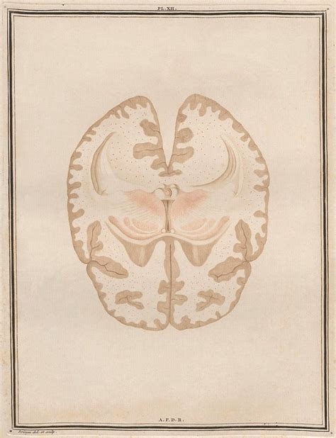 BibliOdyssey: BRAINS