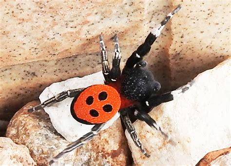 Endangered Male Ladybird Spider from Crete - What's That Bug?