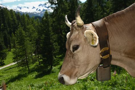 Cow With Cowbell