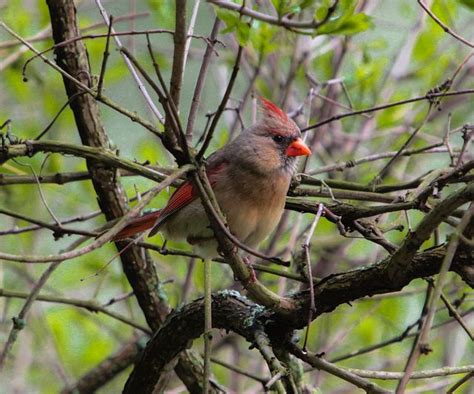 Female Cardinal | Cardinal, Love birds, Birds