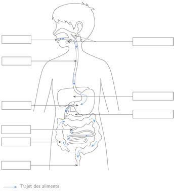Légender le schéma de l appareil digestif 5e Exercice de