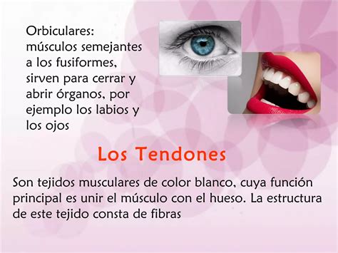 Sistema Muscular Y Tendones Ppt