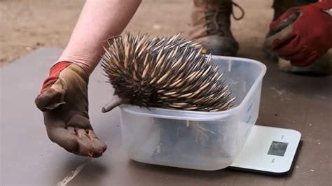 Australian zoo welcomes rare echidna puggle - CNA