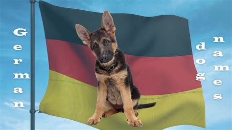 300 German Dog Names for Your New Hund!