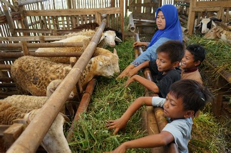 Prioritizing Qurban Or Aqiqah A Decision For Eid Al Adha Human