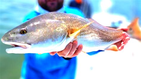 Catching Redfish Speckled Trout And More In Clearwater Florida 😲🥹