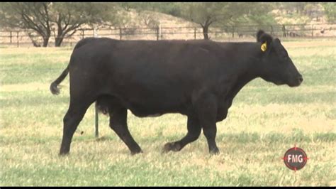 Lot 1259 Ra Brown Ranch Youtube